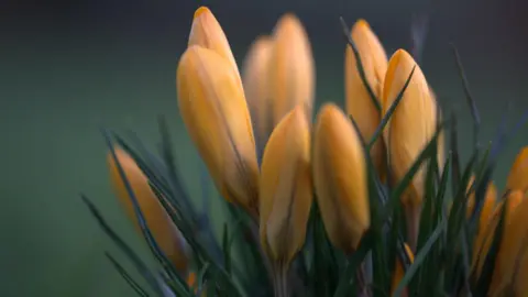 BBC Weather Watchers/Sand Dancer A close-up of yellow flower buds which are yet to bloom surrounded by blades of grass. The background is green and blurred.
