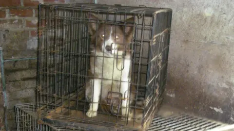 RSPCA Dog in cage