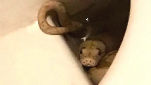 Snake in the toilet