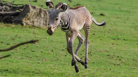 Video shows zebra on the loose after escaping from Seoul zoo