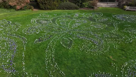 University of Leicester A closer overhead view of crocuses blooming in the shape of a paisley.