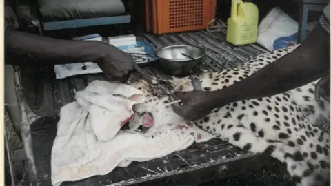 Hugh Cran A cheetah being given veterinary surgery for a neck wound