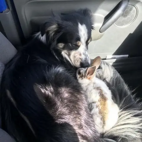 Dave Gordon Rescued rabbit and pet dog