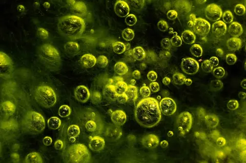 Sebastian Frölich Springtail insect floating among clusters of neon green methane bubbles.