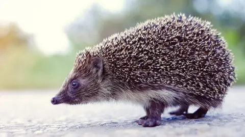 A hedgehog walks along a road.
