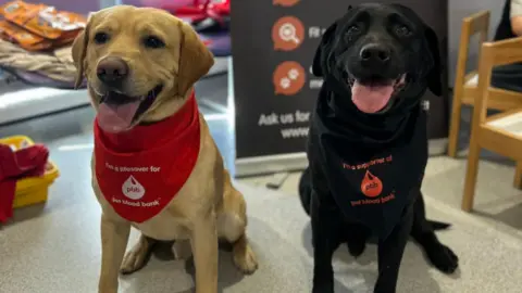 Two labradors sitting in a waiting room. They are wearing bandanas that say "I'm a lifesaver for Pet Blood Bank"