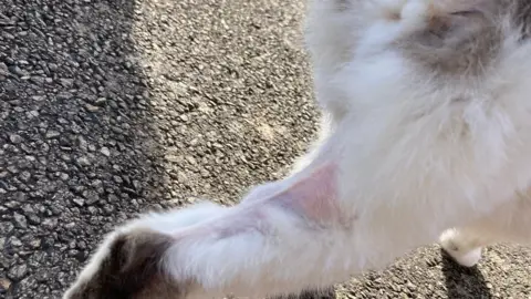 Simon Spark/BBC Close up view of a shaven area on Dolly's rear right leg. She is standing on a tarmac path.