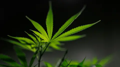 Reuters An illuminated cannabis plant with a dark background
