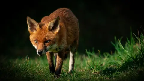 Dave Newman Fox