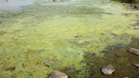 Pacemaker Water surrounded by blue green algae.