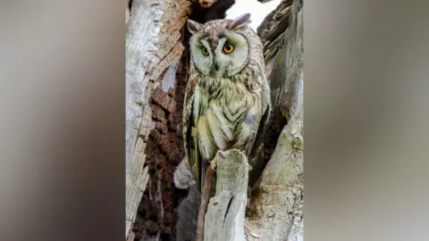 Ronnie Hall A long-eared owl, which has brown and white streaked feathers, a large round white face, yellow eyes and two tufty feathers sticking out either side of its head, sits in a tree.