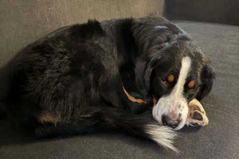 Yuliia Taravan Reina the dog relaxing on the sofa and looking sleepy