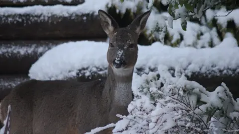 Claire Morrison Claire Morrison took this photo in her garden in Dalgety Bay, Fife. She said: "We regularly get deer eating the plants but today this one got a bit of a snowy nose in the process."