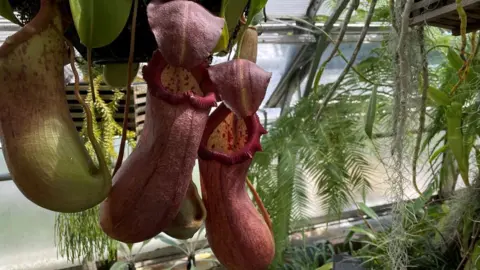 BBC Nepenthes pitcher plant