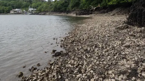 Cornwall Wildlife Trust Thousands of Pacific oysters visible at low tide