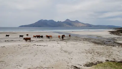 Lochaber Geopark Cattle on a beach on Eigg