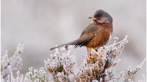 Getty Images Dartford Warbler