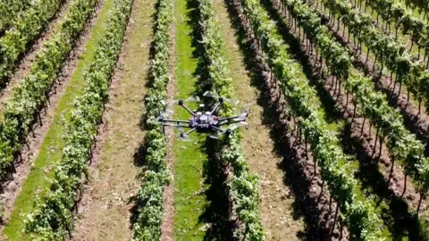 Drone over vineyard