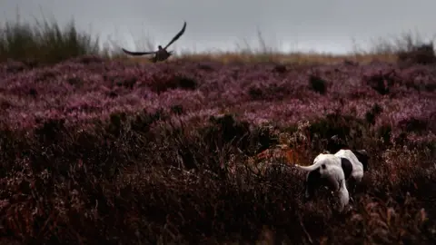 Getty Images Grouse shooting