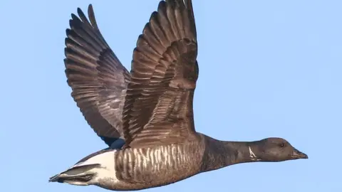 Getty Images Brent goose