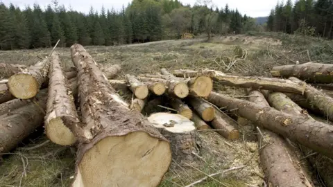 Photofusion/Getty Images Logs in Argyll Forest