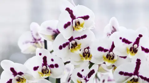 An white orchid with a purple cross