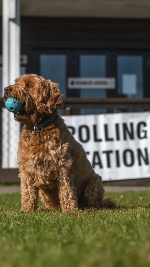 A brown cockapool with a blue ball in its mouth. It is sitting in front of a white polling station sign.