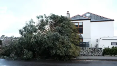 PA Media A large fallen tree outside of a property in Falmouth. The house, on the right, is white with large windows.