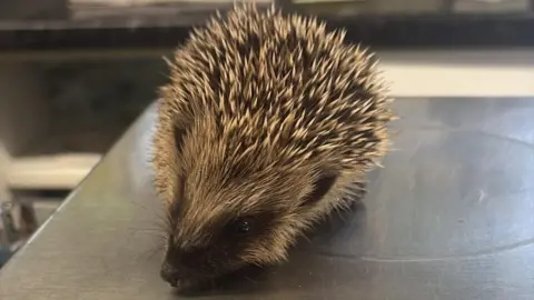 Yvonne Cox A young hedgehog on a metal surface at the rescue centre