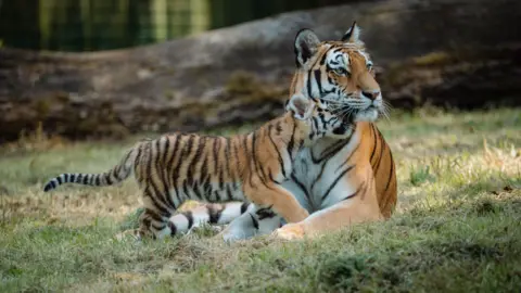 Tom Anders Two Amur tigers. One is fully grown, the other is a cub. The cub has its face against the mother's chin. 