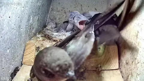 Mark Smyth 5 brown-sooty birds are in a grey box. There is a wooden nest, which contains 3 of the birds. One is right up beside he camera. The three in the nest are chicks. 