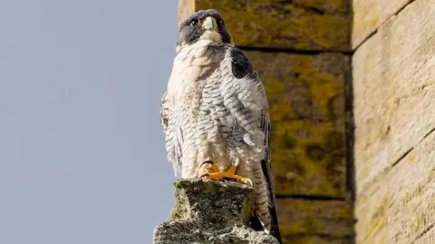 A dark grey and white feathered peregrine falcon stands on a section of Worcester Cathedral.