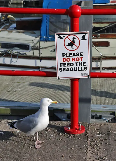 Walter Baxter A seagull stands next to a large sign saying PLEASE DO NOT FEED THE SEAGULLS