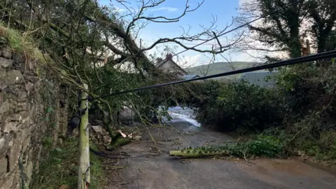 BBC An electricity pole crushed under a fallen tree on a rural road. A stone wall with ivy and grass growing on it lines one side of the road, and trees and hedges the other.