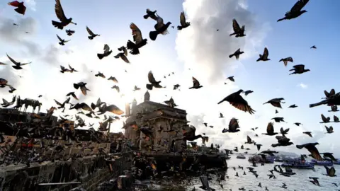 LightRocket via Getty Images Huge numbers of pigeons seen flying in front of the Gateway of India in the early morning just after sunrise