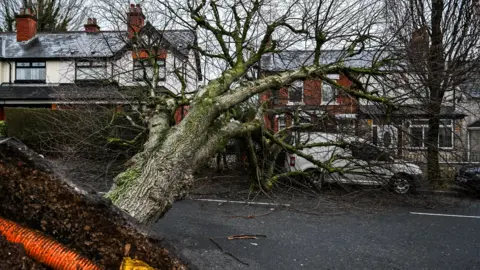 EPA-EFE/Rex/Shutterstock Sebuah pohon tumbang yang ditiup angin selama badai Eowyn di Donegal Road, Belfast, Irlandia Utara 24 Januari 2025. Pohon itu telah jatuh di dekat sebuah van putih dan dua rumah bertingkat, dan telah mengangkat landasan dari The jalan dengan itu.