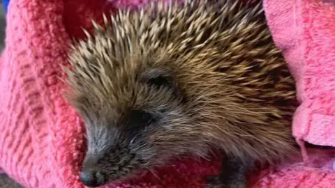 RSPCA A hoglet, a baby hedgehog wrapped in a pink towel