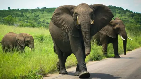 Getty Images Elephants at a game reserve in South Africa. Library photo.