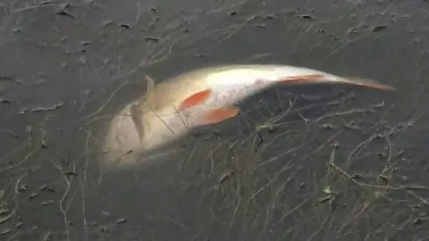 Simone Chalkley Dead fish in river