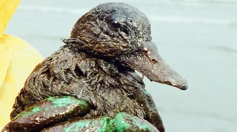 A bird covered in oil