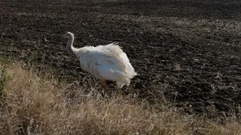 A white rhea a tall ostrich like bird against a brown ploughed field with dried-out grass verge in front