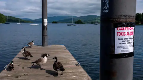 Geese stand on a jetty next to a sign warning about toxic algae on the banks of Windermere.