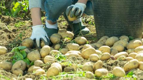 Person picking potatoes from a field