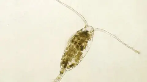 A small sea creature with long tentacles and an ovoid body.