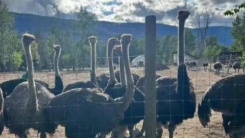 Katie Pasitney Ostriches at Universal Ostrich Farm in British Columbia.