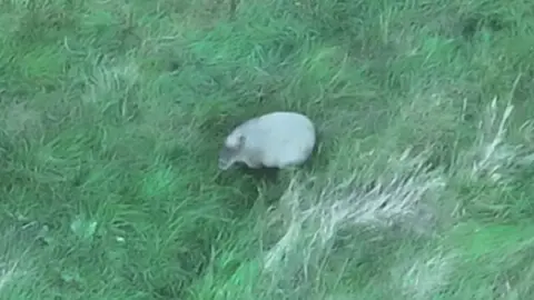 Hoo Zoo and Dinosaur World A drone image of Cinnamon on grassland near to her home