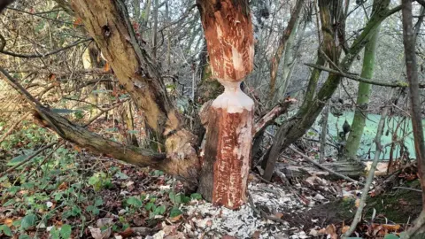 Nottinghamshire Wildlife Trust Tree gnawed by beavers