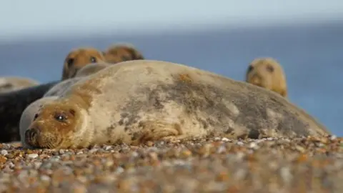 Stuart Howells/BBC An adult grey seal resting on a shingle beach. Other adult seals are behind it with their heads up looking at something behind the camera