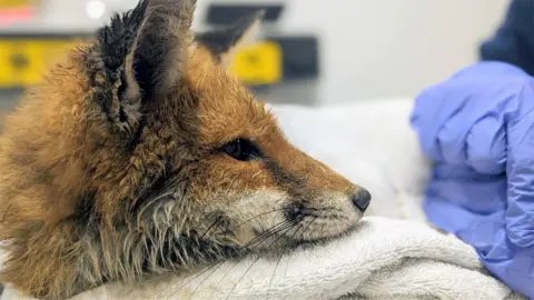 Oxfordshire Wildlife Rescue Fox at Oxfordshire Wildlife Rescue