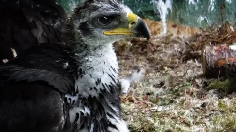 South of Scotland Golden Eagle Project Golden eagle